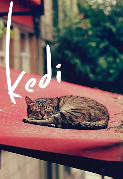 Kedi