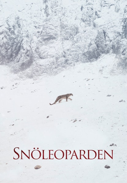 Snöleoparden