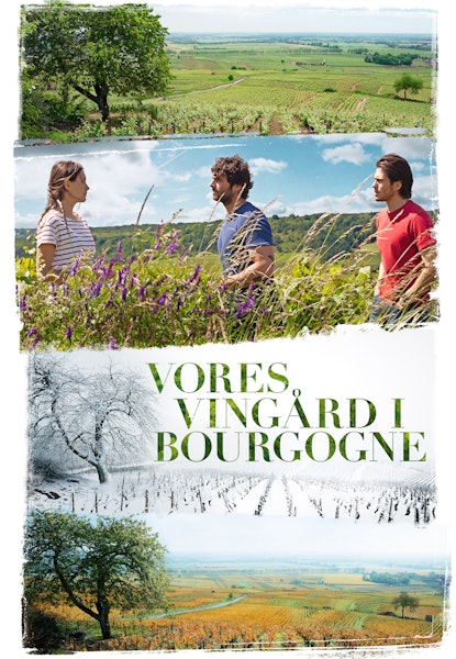 Vores vingård i Bourgogne