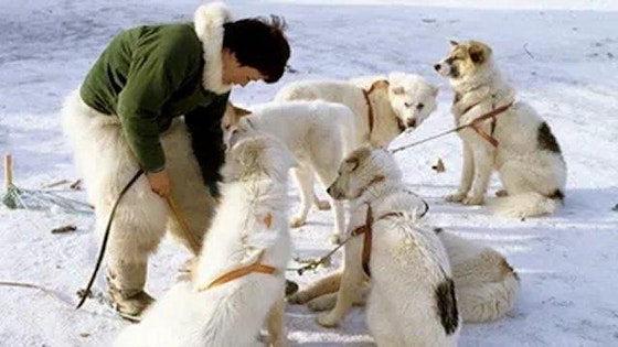 Nissebanden i Grønland S01E13